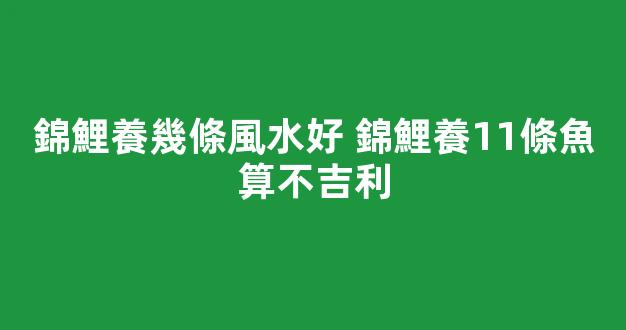 錦鯉養幾條風水好 錦鯉養11條魚算不吉利